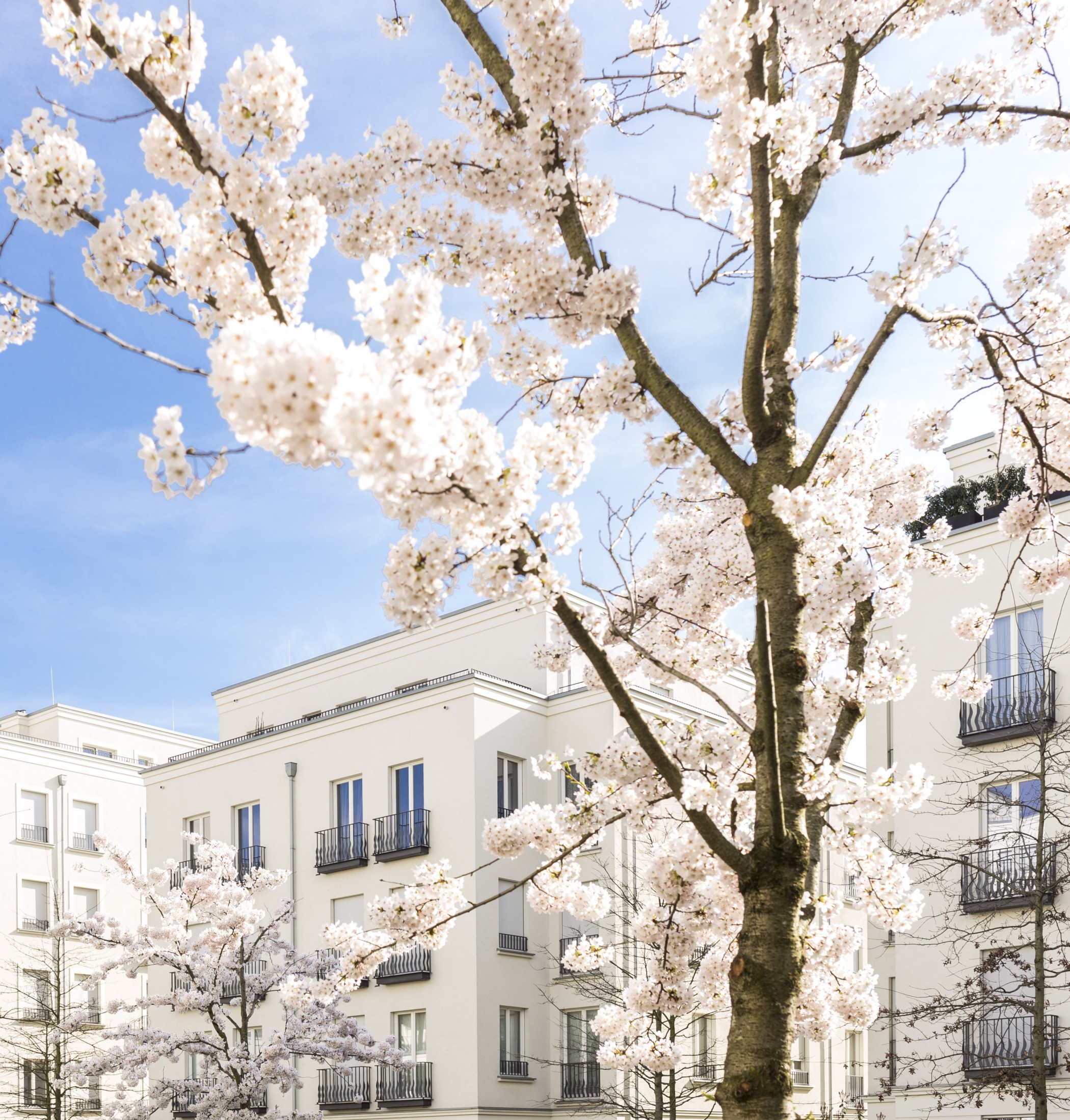 Blühende Bäume vor der eleganten Architektur der Heinrich-Heine-Gärten in Düsseldorf